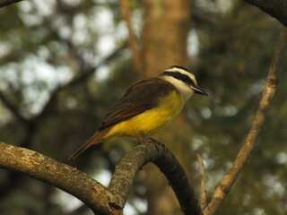 Sunlit Greater Kiskadee