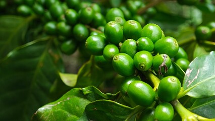Green Coffee Beans on Branch: A close-up view of unripe coffee beans on a branch, showcasing the vibrant green hues and intricate details of this essential ingredient. The image evokes a sense of grow