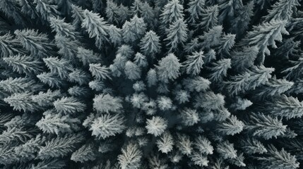 Aerial top view green forest and green trees in rural zone. Neural network ai generated art