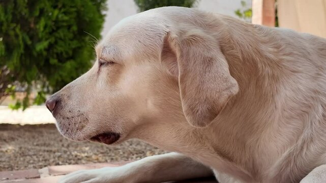 Plano corto y bajo del perfil de un perro de raza labrador tumbado moviendo los ojos de manera curiosa y simp&aacute;tica
