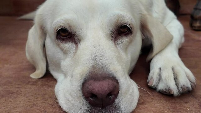Plano corto y bajo de un perro de raza labrador moviendo los ojos de manera curiosa y simp&aacute;tica