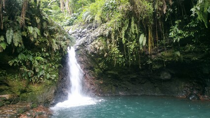 A secluded waterfall flows into a clear pool, surrounded by vibrant green ferns and moss-covered rocks, creating a peaceful tropical haven in the heart of nature.