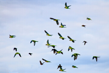 birds in the sky