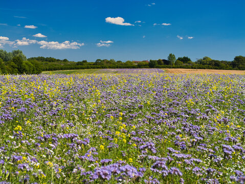 A field of phacelia growing on a farm in the UK. Also yellow mustard. Phacelia is used by farmers as a green manure and as a brood rearing crop. Its purple flowers attract a large array of insects.