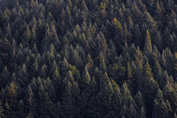 Beautiful layer of pine trees under the sunlight. © AlexandraDaryl