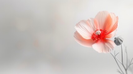 Obraz premium Delicate Blossom Embracing Tranquility, a soft peach flower with intricate petals and a tender bud, set against a serene, muted background, radiates warmth and gentleness.