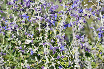 Naklejka premium ロシアンセージ