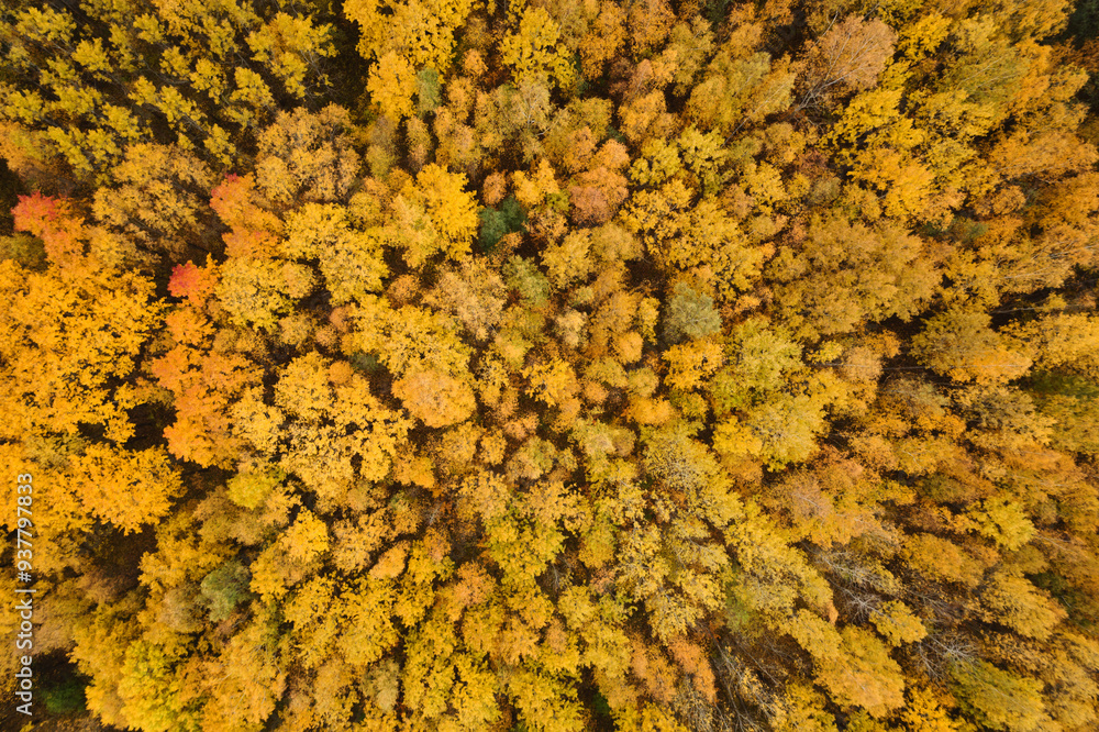 Canvas Prints aerial top view of autumn yellow forest with mixed trees
