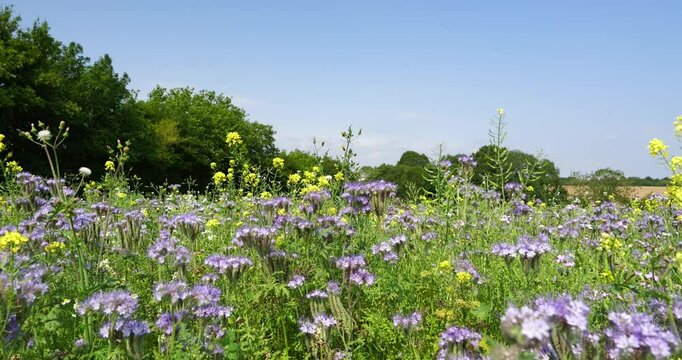 Panning, slow motion shot of a field of phacelia growing on a farm in the UK. Also yellow mustard. Phacelia is used by farmers as a green manure and as a brood rearing crop. Taken on a sunny day.