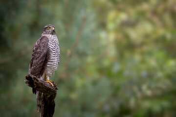 eagle owl on a branch