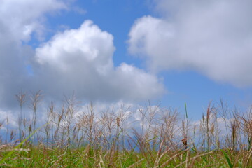 green grass and sky