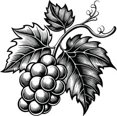 Bunch of Hand drawn grape vine drawing illustration. Vintage hand drawn grape branches illustration design. © Sayed GraphicsBD