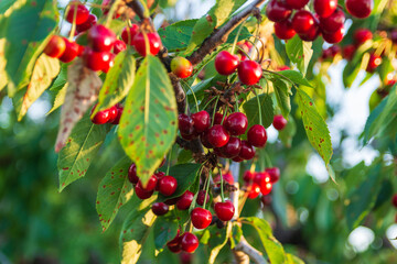 Lush Cherry Tree in Summer. Fresh, Ripe Berries in the Sun