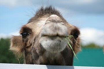  The head of a two-humped camel is chewing grass in close-up