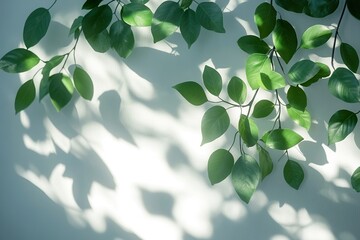 Natural Tree Leaves Casting Abstract Shadow on White Wall