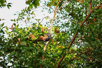 Crested cuckoo bird on a tree in the jungle.