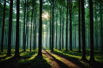 Obraz premium Sunlight through dark woods on stormy day