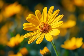 Fototapeta premium Stunning Yellow Daisy in Full Bloom