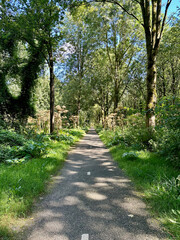 Forest Almere Netherlands