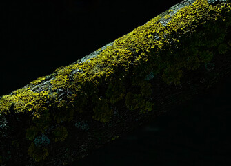 Wooden Tree Bark  with moss Close-Up: Sunlight and Shadow Play on Isolated Black Background – Catching Some Vitamin D Concept.