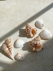 collection of seashells. seashells. sea creatures. wealth of marine nature
