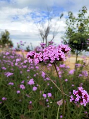 flowers in the garden
