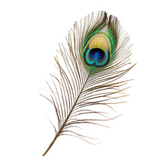 Obraz premium Peacock feathers, cut out background, ready to use