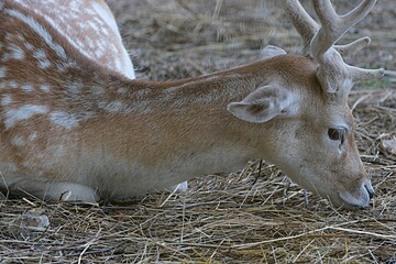 deer head with huge horns close-up among the hay feeders on the farm