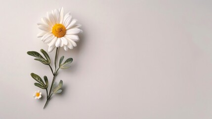 Minimalist white daisy on soft background