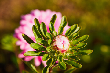 Aster, Aster L. © Marcin Łazarczyk
