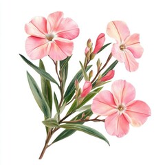 Obraz premium Oleander with artistic border, brushstroke effect, isolated on white background, watercolor on white background, no blur, photo not dark, everything is clear, copy space