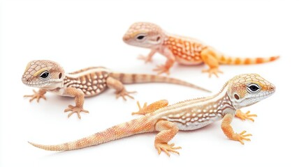 Fototapeta premium Set of baby lizards, tiny scales, basking in the sun, isolated, white background, Watercolor style