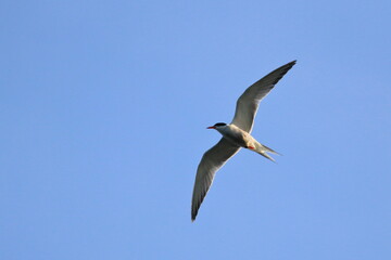 tern