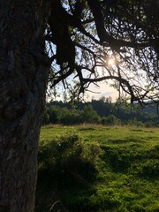 Краса карпатської природи