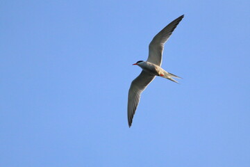 sterna hirundo