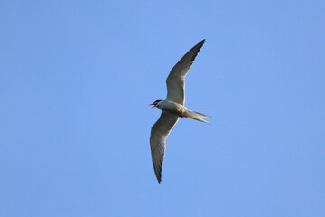sterna hirundo