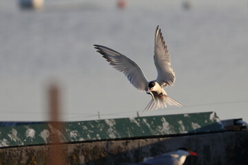 sterna hirundo