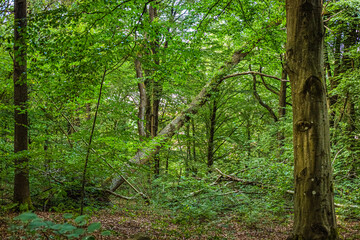 Green Swedish forest in summer