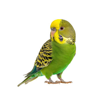 Yellow and green parakeet perched on a stand.