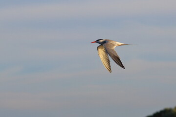 sterna hirundo