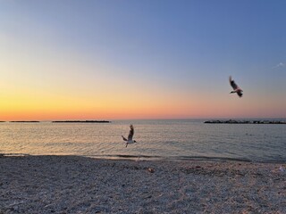 spiaggia con gabbiani in volo