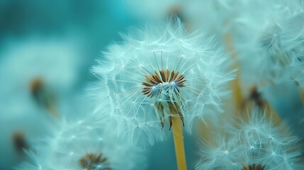 Beauty in nature dandelion seeds closeup blowing in blue green turquoise background Closeup of dandelion on meadow background artistic nature macro Spring summer natural pastel colored : Generative AI
