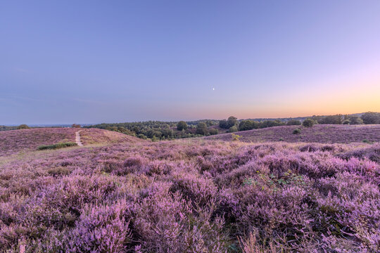 Heather in the Netherlands 