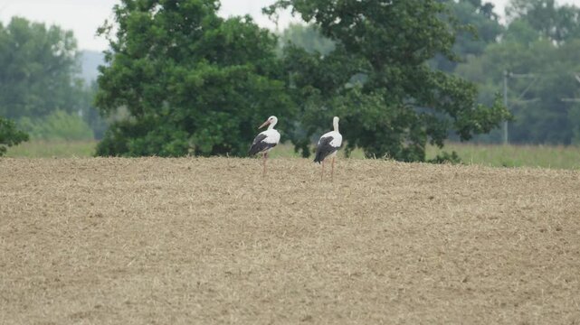 Storch auf Feld suchte nach Futtern