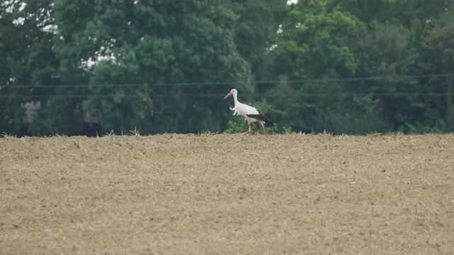Storch auf Feld suchte nach Futtern