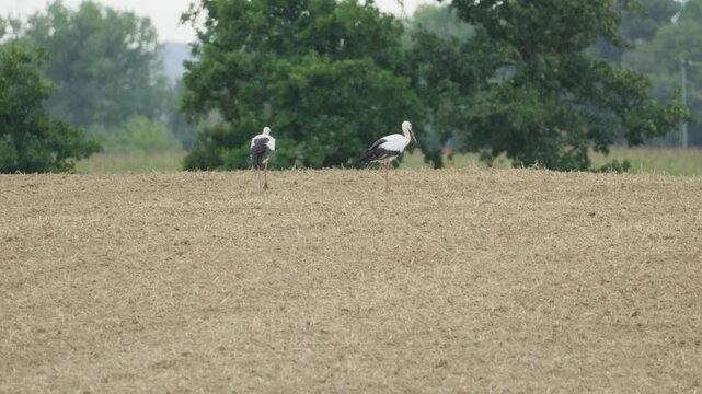 Storch auf Feld suchte nach Futtern
