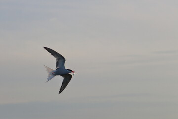 tern