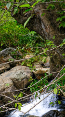 stream in the forest
