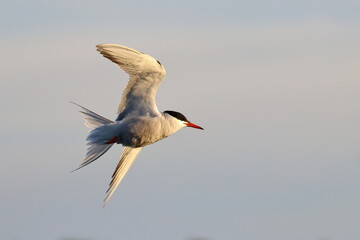 sterna hirundo