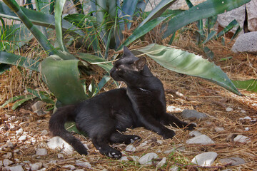 Close-up of a black cat lying under an agave tree.